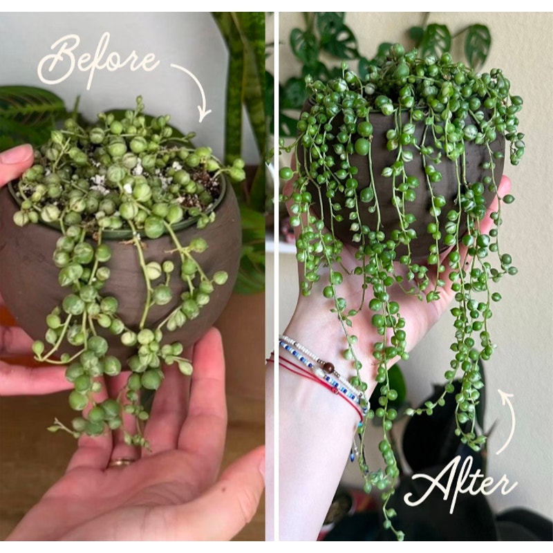 Organic Essential Houseplant Care Kit
