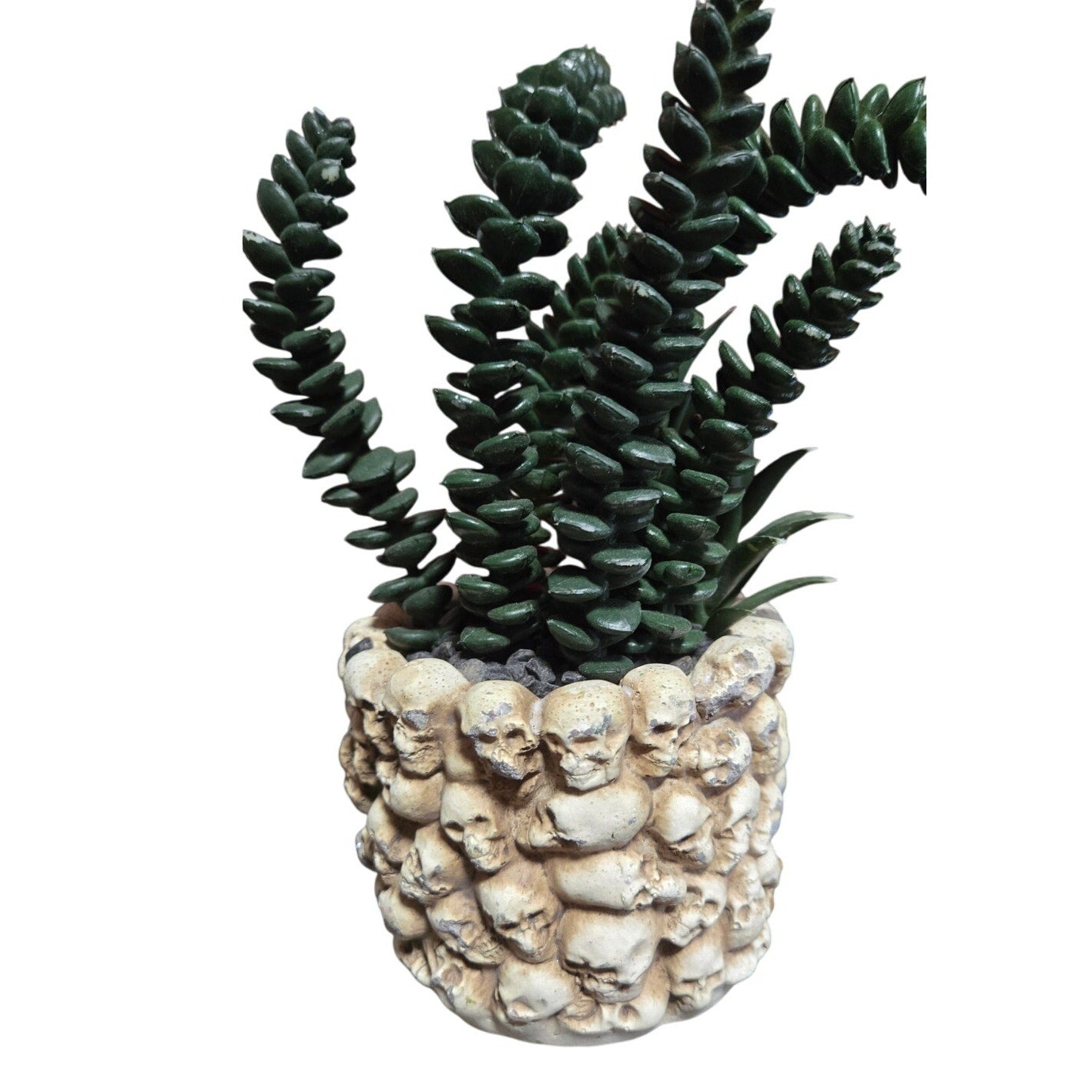 Halloween Skull Planter w/ Artificial Plant Many Mini Skulls on Jar