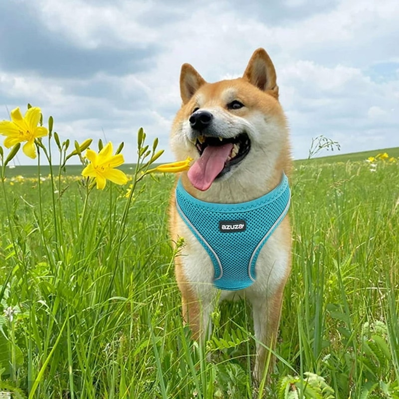 Azuza Dog Harness for Small & Medium Dogs, Size Small