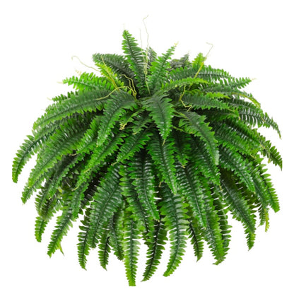 Fake Ferns - Set of 2 Faux Boston Ferns
