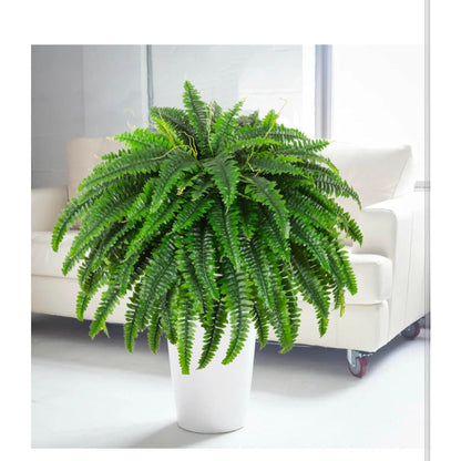 Fake Ferns - Set of 2 Faux Boston Ferns