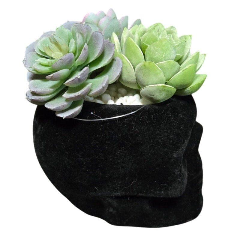 Halloween Decor Flocked Black Skull Planter w/ 3 Artificial Succulents